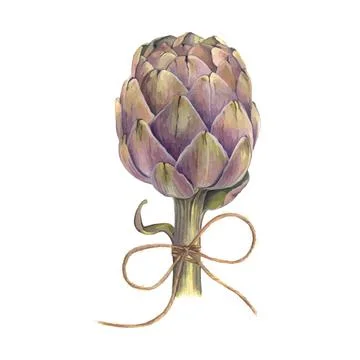 Artichoke vector hand drawing. Stock Illustration