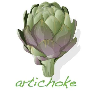 Artichoke vector isolated Stock Illustration