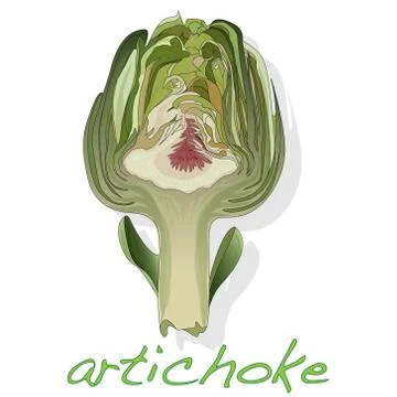 Artichoke vector isolated Stock Illustration