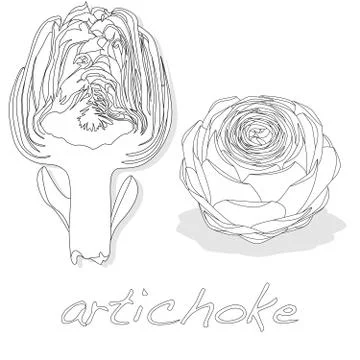 Artichoke vector isolated on white Stock Illustration