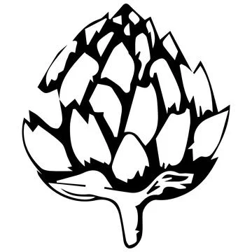 Artichoke vegetable. Graphics. Hand drawing. Vector illustration isolated on  Stock Illustration