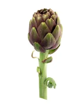 Artichoke on white background Stock Photos