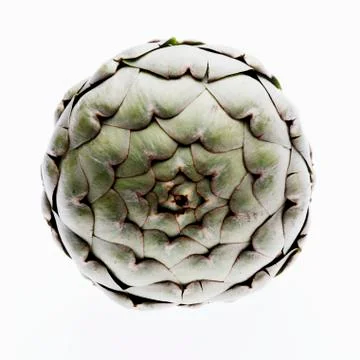 Artichoke on White Stock Photos