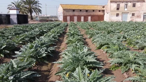 Artichokes  in the fields. Valencia Stock Footage 150278342