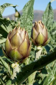 Artichokes Stock Photos