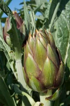 Artichokes Stock Photos