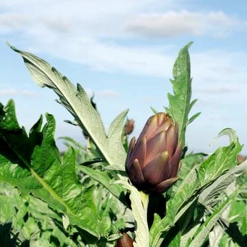 Artichokes Stock Photos