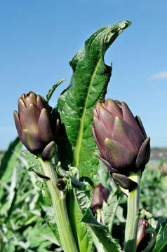 Artichokes Stock Photos