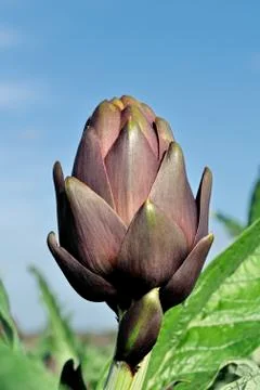 Artichokes Stock Photos