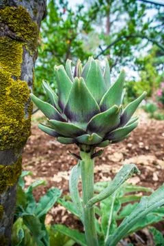 Artichokes Stock Photos