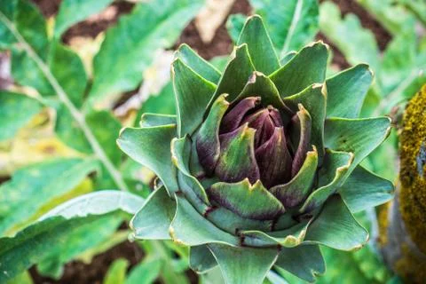 Artichokes Stock Photos