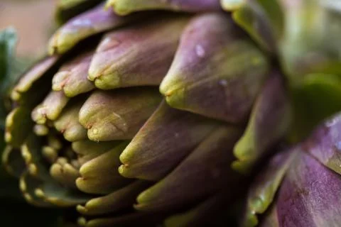 Artichokes Stock Photos