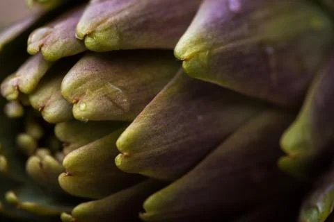 Artichokes Stock Photos