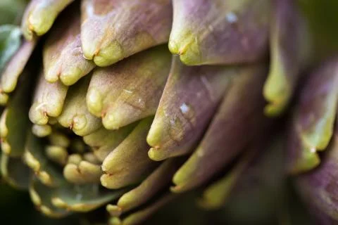 Artichokes Stock Photos