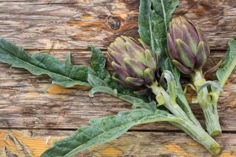 Artichokes Stock Photos