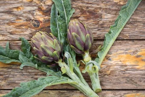 Artichokes Stock Photos