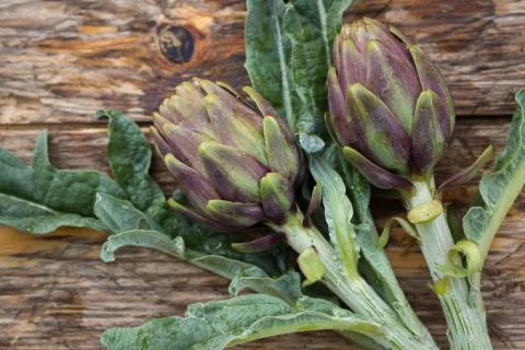 Artichokes Stock Photos