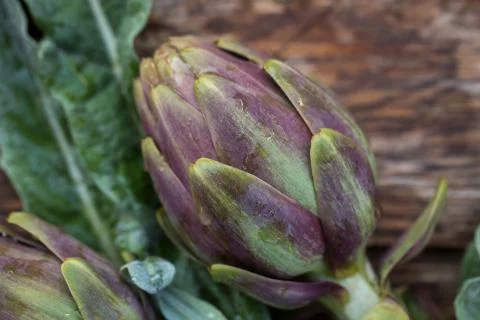 Artichokes Stock Photos