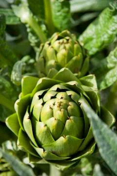 Artichokes Stock-Fotos