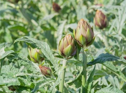 Artichokes with sharp thorns almost ripe   in a organic cultivation Stock Photos