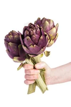 Artichokes on white background Stock Photos