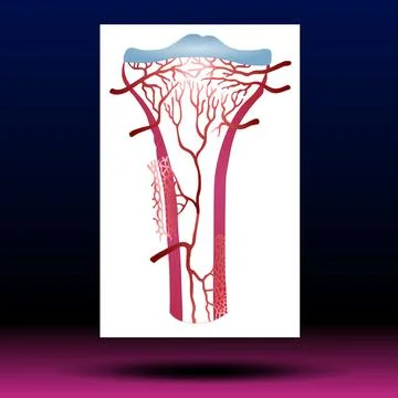 Articular Cartilage Stock Illustration