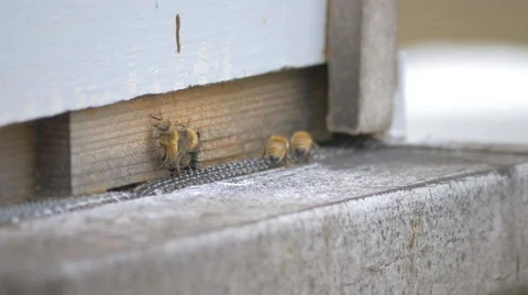 Artifical Bee Hive Stock Footage 48381205