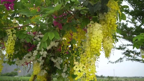 Artificial and live flowers on a tree. Video stock 243489395