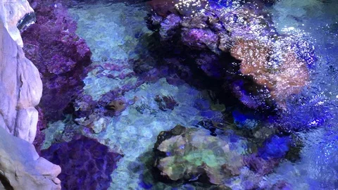 Artificial aquarium Stock Footage 121721367