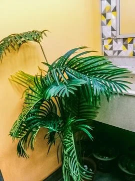 Artificial areca palm tree is placed in the toilet Stock Photos