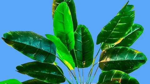 Artificial banana leaf texture background Stock-Fotos