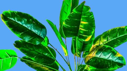 Artificial banana leaf texture background 스톡 사진