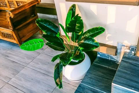 Artificial banana tree Stock Photos
