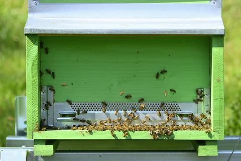 Artificial bee hive with workers going in and out Stock Photos