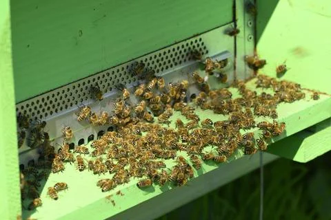 Artificial bee hive with workers going in and out Stock Photos