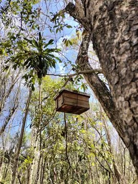 Artificial bee house hung on a dry tree in the forest Photos