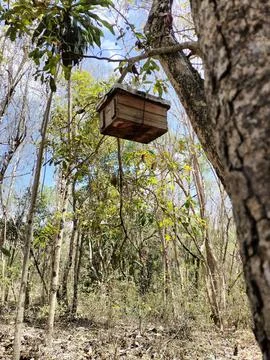 Artificial bee house hung on a dry tree in the forest Photos