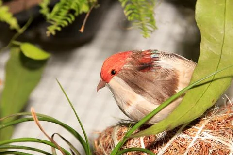 Artificial bird Stock Photos