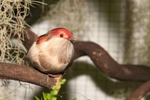 Artificial bird Foto stock