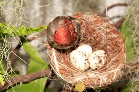 Artificial bird Stock Photos