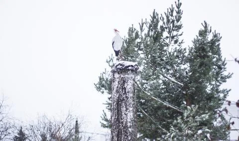 Artificial bird on a tree in winter Foto stock