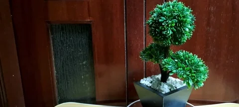 Artificial bonsai tree black square pot rotating turntable Stock Footage 341717886