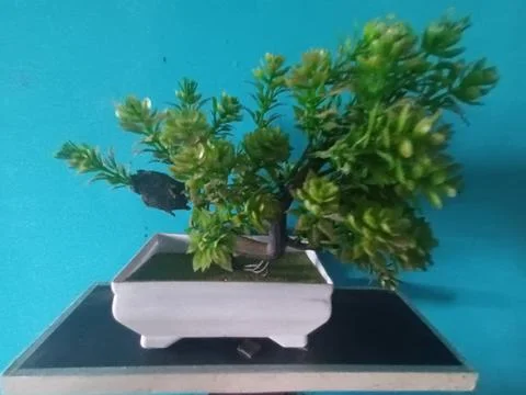 Artificial Bonsai Tree Stock Photos