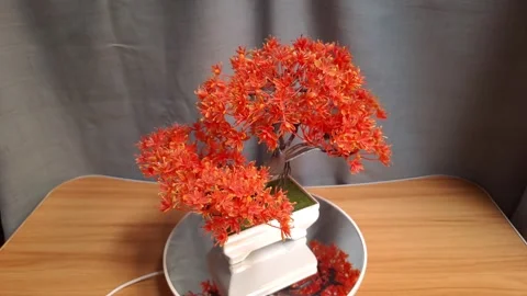 Artificial bonsai tree with vibrant orange leaves in a white square ceramic pot Stock Footage 341232312