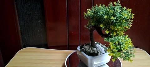 Artificial bonsai tree white square pot rotating turntable Stock Footage 341717896