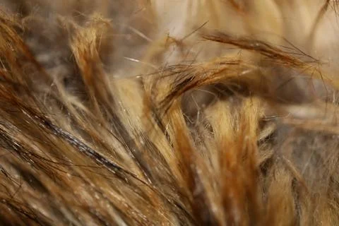 Artificial brown jacket hairs macro background stock photography high quality Stock Photos