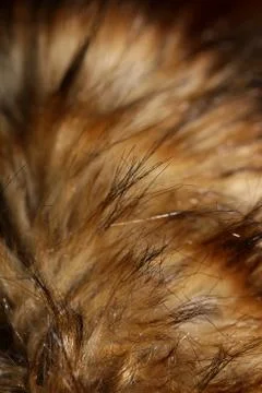 Artificial brown jacket hairs macro background stock photography high quality Stock Photos