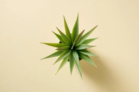 Artificial cactus plant or plastic or fake tree on yellow background Stock Photos
