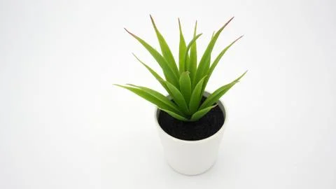 Artificial cactus plants or plastic or fake tree on white background. Stock Photos