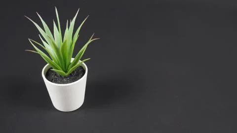 Artificial cactus plants or plastic or fake tree on black background. Stock Photos